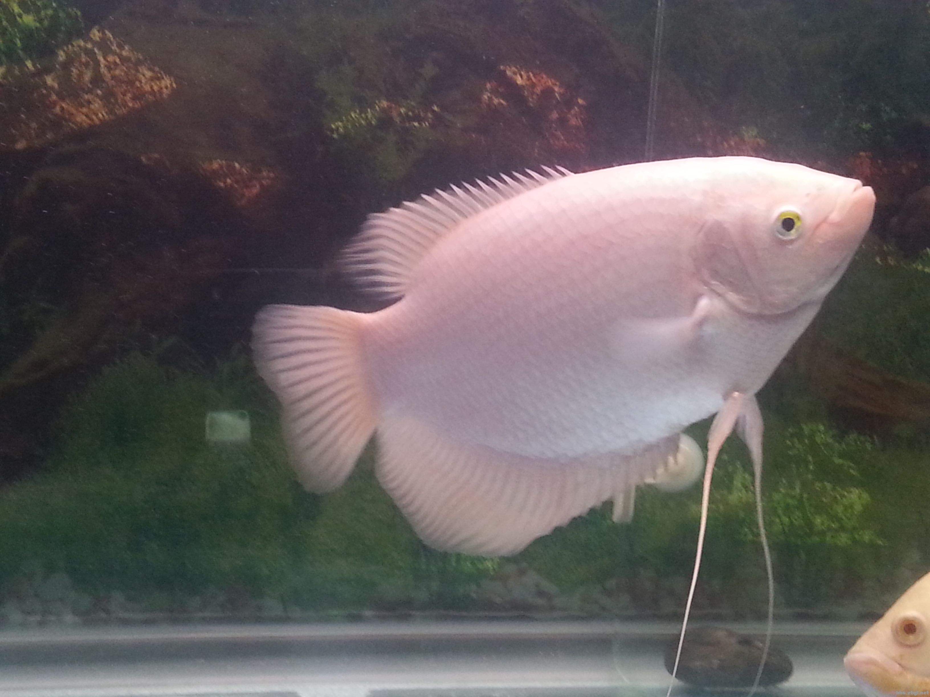 招財(cái)魚(yú)