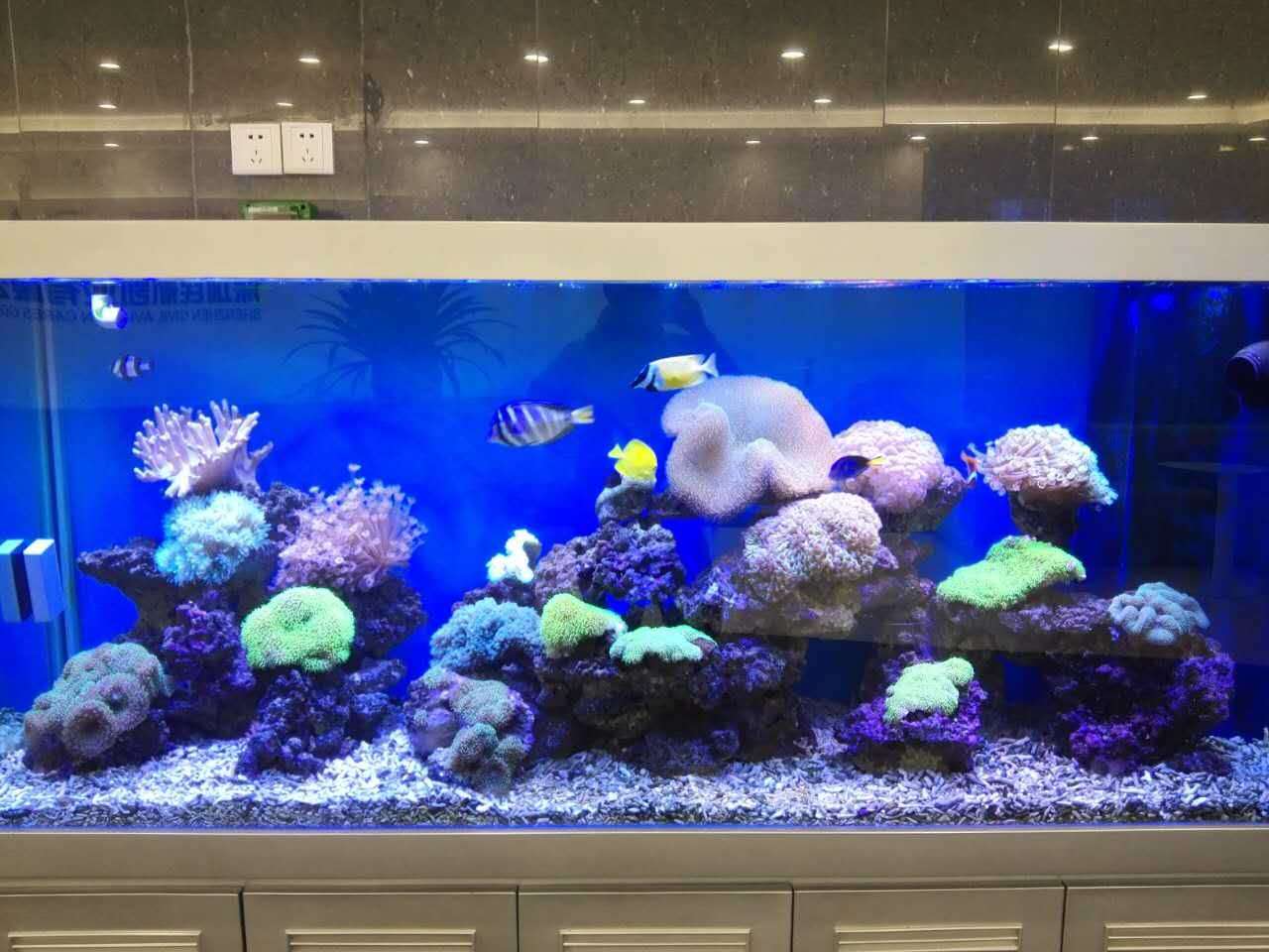 海水生態造景魚缸